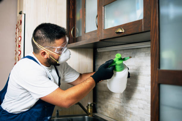 Best Termite Control Services  in Townsend, MT