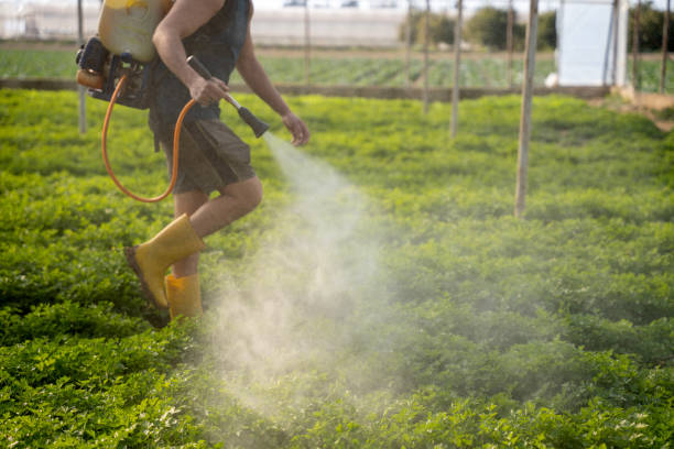Best Ant Control Services  in Townsend, MT