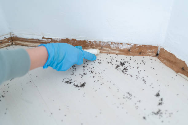 Best Bed Bug Extermination  in Townsend, MT
